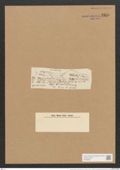Berkeleya rutilans var. tenuis (Kuetz.) Grun. (de-Toni-Nr.: Genus 21, Species 1218) Zeichnungen Sammlung Grunow Nr. 2358 (NHMW-BOT-W0369491)